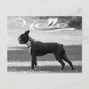 Hej Boston Terrier Puppy Hund Hälsning Post Card Vykort