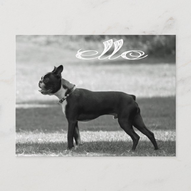 Hej Boston Terrier Puppy Hund Hälsning Post Card Vykort (Framsida)