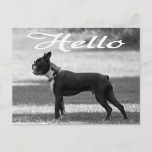 Hej Boston Terrier Puppy Hund Hälsning Post Card Vykort