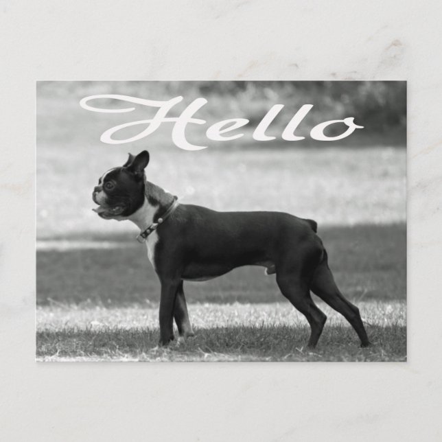 Hej Boston Terrier Puppy Hund Hälsning Post Card Vykort (Framsida)
