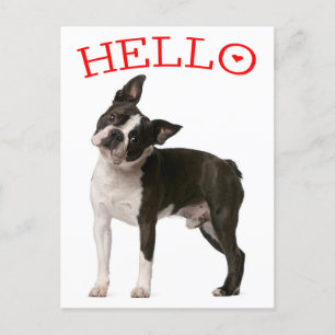 Hej Boston Terrier Puppy Hund Red Thinking of You Vykort
