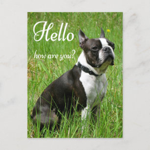 Hej Boston Terrier Puppy Hund tänker på dig Vykort