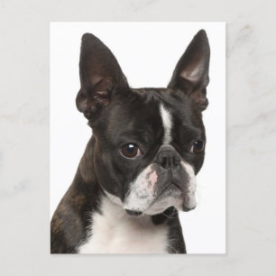 Hej Boston Terrier Puppy Hund tänker på dig Vykort