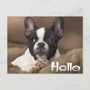 Hej Boston Terrier Puppy Hund. Vykort