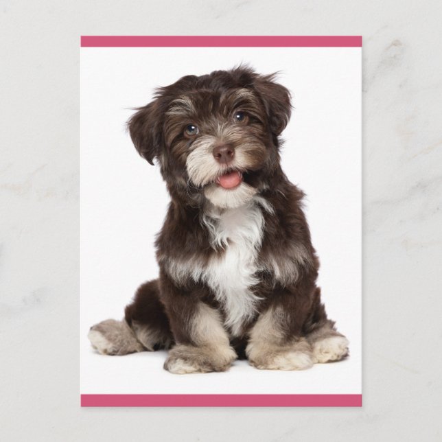 Hej Brown och White Havanese Puppy Hund Postcard Vykort (Framsida)