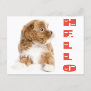 Hej Brown och White Havanese Puppy Hund vykort
