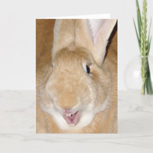 Hej bunny kort