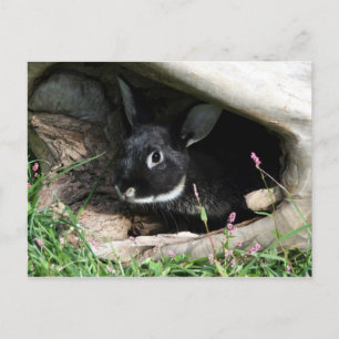 Hej bunny vykort