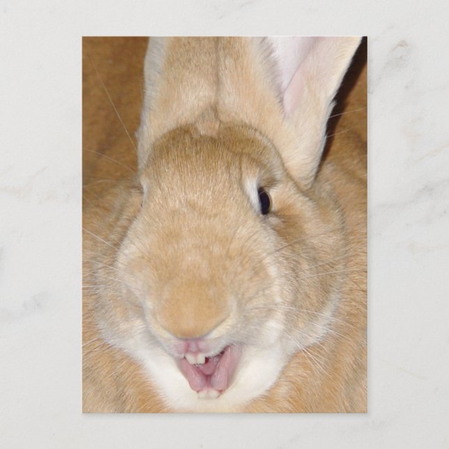Hej bunny vykort (Framsida)