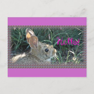 Hej Bunny Vykort