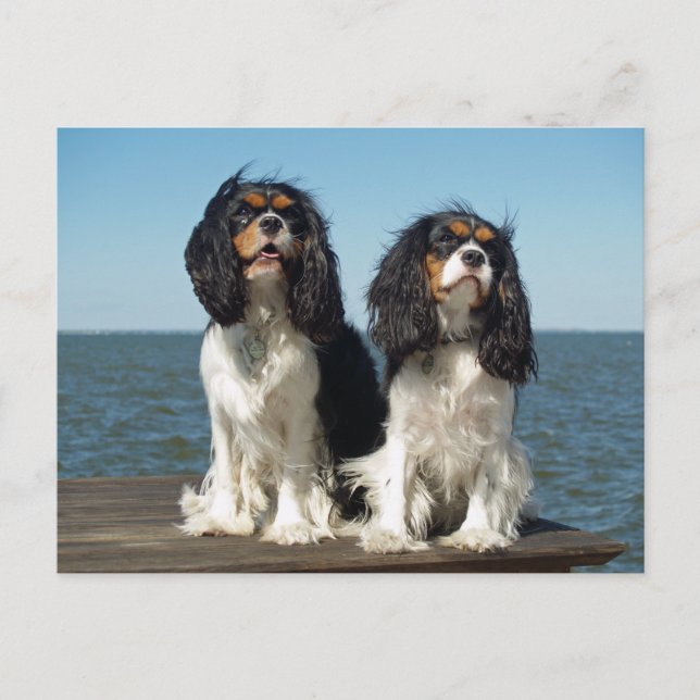 Hej Cavalier King Charles Spaniel Valp Hund Vykort (Framsida)