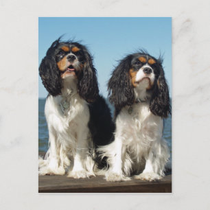 Hej Cavalier Kung Charles Spain Puppy Hund Vykort