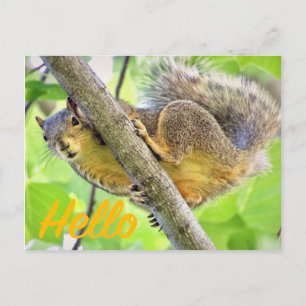 Hej checkar just in vykort