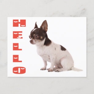 Hej Chihuahua Puppy-Hund-kort Vykort