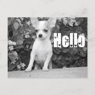 Hej Chihuahua Puppy-Hund Vykort