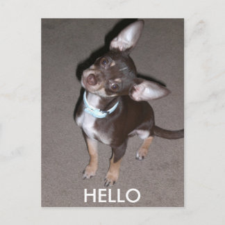 HEJ Chihuahua Vykort