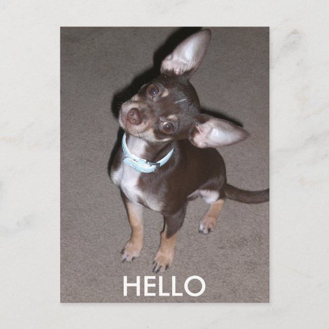HEJ Chihuahua Vykort (Framsida)