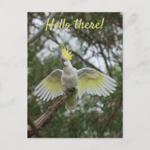 Hej! Cockatoo Parrot Bird Open Vingar Personalize Vykort
