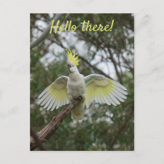 Hej! Cockatoo Parrot Bird Open Vingar Personalize Vykort