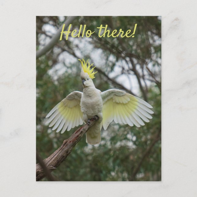 Hej! Cockatoo Parrot Bird Open Vingar Personalize Vykort (Framsida)
