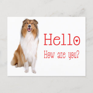 Hej Collie Puppy Hund Thinking You Postcard Vykort