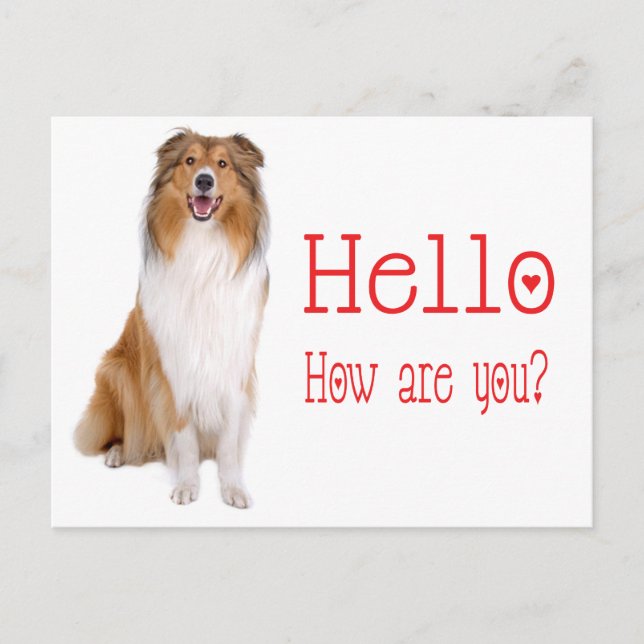 Hej Collie Puppy Hund Thinking You Postcard Vykort (Framsida)