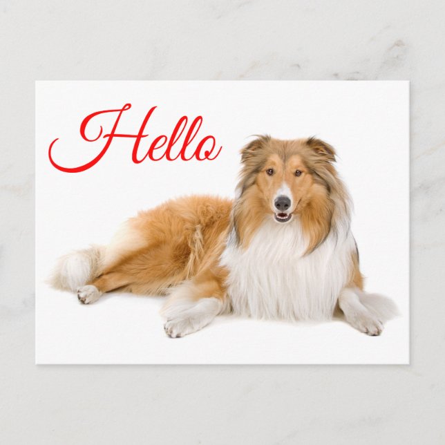 Hej Collie Valp Hund Postkort Vykort (Framsida)