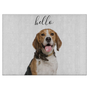 Hej Cute Beagle Hund Pet Photo