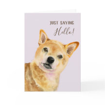 Hej | Cute Shiba Inu Hund