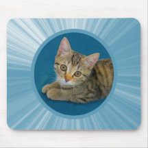 Hej cutie - söt kattunge