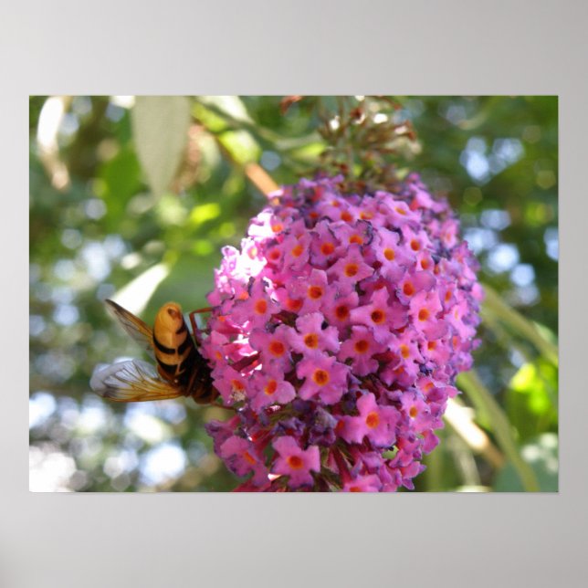 Hej då, Hoverfly Print Poster (Framsidan)