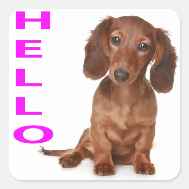 Hej Dachshund Puppy Hund Sticker/etikett Fyrkantigt Klistermärke (Framsida)