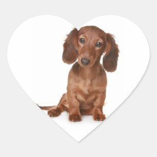 Hej Dachshund Puppy Hund Sticker/etikett Hjärtformat Klistermärke