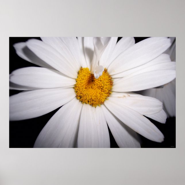 Hej Daisy Poster (Framsidan)