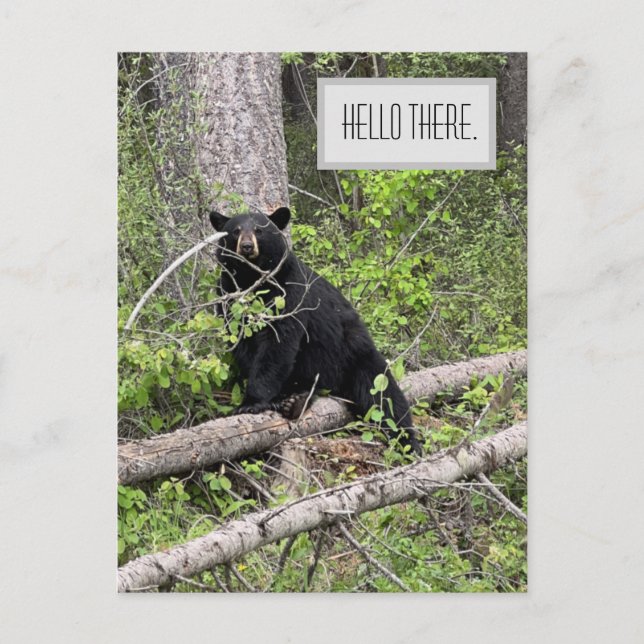 Hej där Black Bear-vykort Vykort (Framsida)