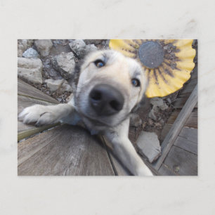 Hej, där Doggy-vykort Vykort