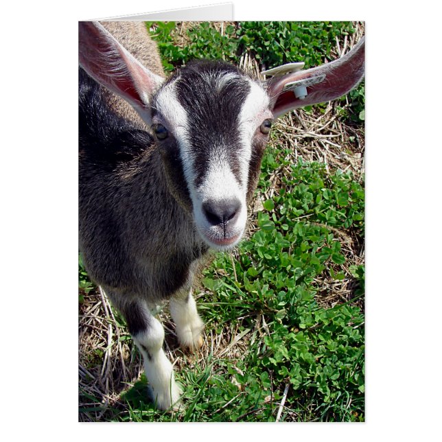 Hej, där Goat Hälsningskort (Framsidan)