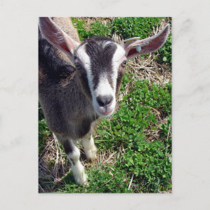 Hej, där Goat Vykort