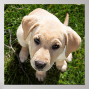 Hej där! (gult Labrador-hämtningspumpar) Poster