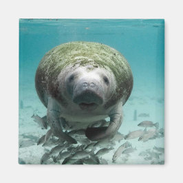 Hej där Manatee Magnet