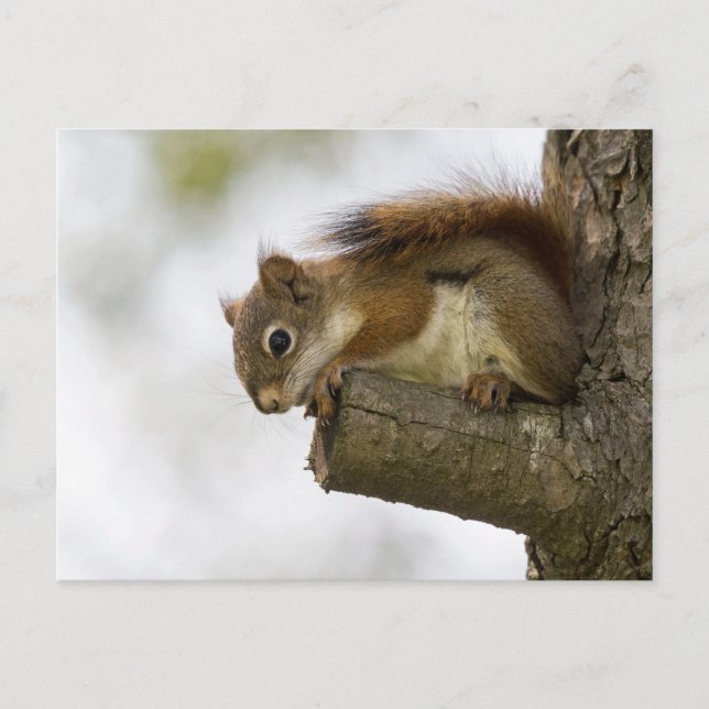 Hej där nere vykort (Framsida)