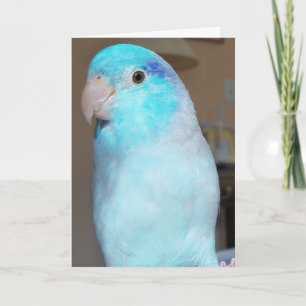 Hej där! Pacific Parrotlet Bird Greeting Card art Kort