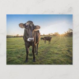 Hej där sa kon vykort