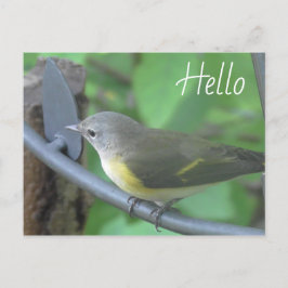 Hej Fotografi av Söt Warbler Bird Vykort
