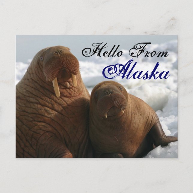 Hej från Alaska Walrus-vykort Vykort (Framsida)