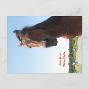 Hej från Chincoteague Vykort