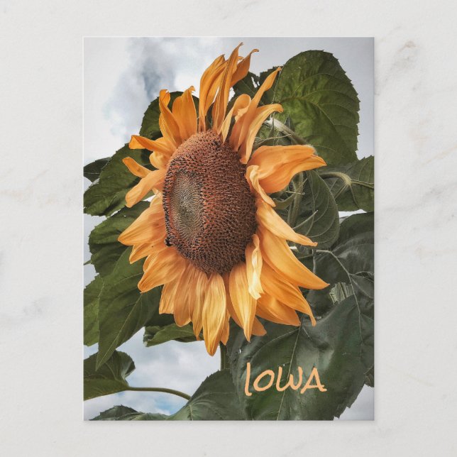 Hej från Iowa-vykort Vykort (Framsida)
