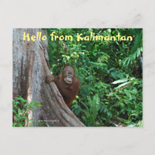 Hej från Kalimantan Borneo Indonesien Vykort