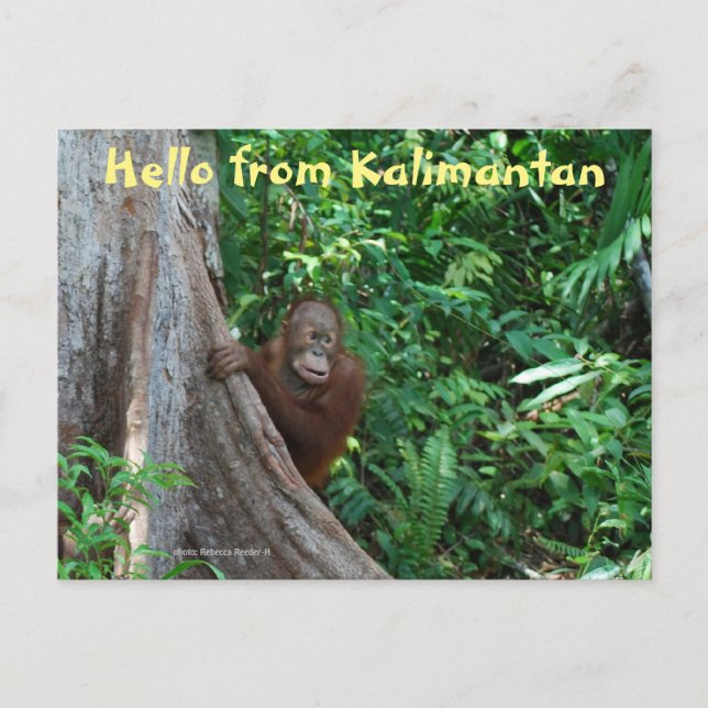 Hej från Kalimantan Borneo Indonesien Vykort (Framsida)
