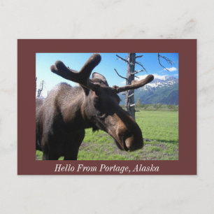 Hej från Portage, Alaska, Hej från Portage... Vykort